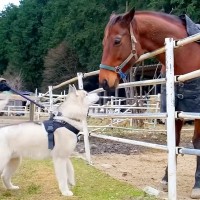 ハスキー犬が初めて『お馬さん』を見た結果…未知の生物を前にした『可愛すぎる反応』が43万再生「おっきい犬だなぁ…」「ワクワクして尊い」