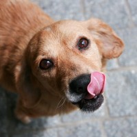 犬が家の床を舐めてしまうのはなぜ？３つの主な原因と知っておくべき対策方法をご紹介