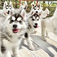 赤ちゃんハスキー犬が大集合したら…まるで天国のような『可愛すぎる光景』が28万再生「天使しかいない…」「永遠に見ていられる」と悶絶