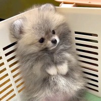 赤ちゃん犬を迎えた結果…先輩犬への『初めましてのご挨拶』が可愛すぎると105万再生「動くぬいぐるみ？」「いいね一個じゃ足りない」と悶絶