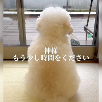 もうすぐ目が見えなくなる犬…後悔しないための『飼い主の決断』が感動的すぎると87万再生「素晴らしい…激しく共感」「最高の選択」と称賛