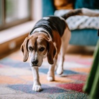 愛犬が飼い主の目の前を通り過ぎていく理由6つ　素っ気ないわけではない？可愛すぎる意味が隠されているかも