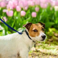 犬が飼い主に気を遣っているときにみせる8つの行動　健気な愛犬のためにできることやその心理まで