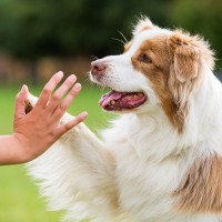 犬の『集中力』を高めるために欠かせない5つのポイント　トレーニングの効率がよくなるコツをご紹介