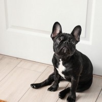 犬が飼い主の入っているトイレ前で待機するのはなぜ？ついてくる理由や注意点とは