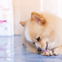 ネガティブな犬がしがちな『4つの行動』愛犬をプラス思考にさせる方法はあるの？