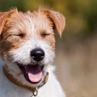 犬が死ぬかもしれない『夏のトラブル』5選　愛犬の命を守るために飼い主がすべきこととは？