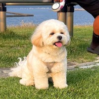 犬とお散歩していたら…近所のおばちゃんに言われた『まさかの言葉』に爆笑「ワンといわなさげｗ」「感情なくて草」と4万8000いいね集まる