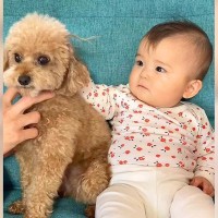 犬と赤ちゃんが『1週間一緒に過ごした』結果…何をされても『絶対に怒らない姿』が優しすぎると21万再生「とってもかわいい関係性」と絶賛