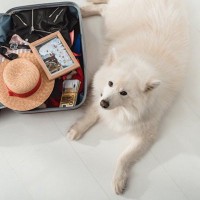 よくある「夏の犬連れお出かけトラブル」対策方法を現役獣医が解説