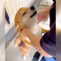 犬が『入院した家族と10日ぶりに会った』結果…予想を超える『尊い反応』に悶絶「喜び方すごい」「おかえりってするの可愛すぎ」と39万再生