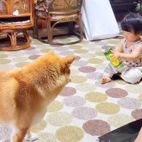 犬が『赤ちゃんに構ってもらえなくなった』結果…不器用で健気な『まさかの行動』に感動「なんか涙が出てきた」「なんて優しい世界」と19万再生