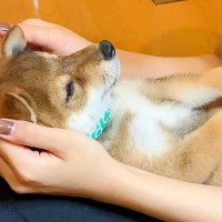 生後51日の赤ちゃん犬…信じられない速度で成長した『4ヶ月後の姿』が201万再生　驚きの成長スピードに「天使」「次元の違う可愛さ」と悶絶