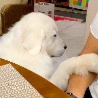 超大型犬の『なでなで催促』をスルーした結果…まるで『彼女のような反応』が可愛すぎると69万再生「かまちょで草」「試される兄ｗ」と爆笑