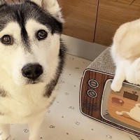 猫を厳しく叱った結果…まさかの『犬を連れて仕返しにやってくる光景』が衝撃的だと48万再生「犬の扱い上手くて草」「可愛い仕返しｗ」と絶賛