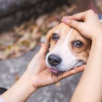 犬が失明する危険な『目の病気』6選　手遅れになる前に日頃からできる予防法はあるの？