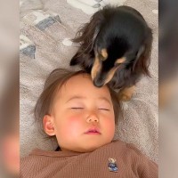 犬が『赤ちゃんを本当の妹だと思った』結果…大好きが止まらない『激しい愛情表現』が37万再生「愛情半分美味しさ半分ｗ」海外からも絶賛