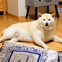 『まるで殿…？』プライドの高い柴犬が甘えたくなった結果…衝撃的な『偉そうにナデナデ要求する姿』が1000万再生「可愛すぎるｗ」と爆笑