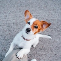 犬が『腰を振ってしまう』原因とは？4つの原因とマウンティングをやめさせる対処法や注意点をご紹介