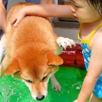 犬と2歳の女の子をプールに入れると…怖がるワンコへの『優しい気遣い』に感動「自分が2歳の頃と違いすぎる」「なんか泣けた」と44万再生