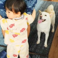 犬のいる家に『赤ちゃんが遊びに来た』結果…可愛いが大渋滞している『大歓迎』に悶絶「こっちも幸せになる」「賑やかで楽しそう」と3万再生