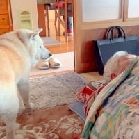 犬が『寝ているおじいちゃん』の枕元に行くと…まさかの『守っているような姿』が尊すぎると16万再生「こっそり寝顔見てる」「心温まる」と絶賛