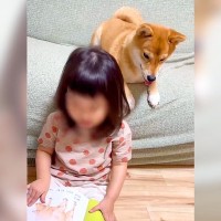 寝る前、小さな女の子が犬に『絵本の読み聞かせ』をした結果…思わぬ展開にビビり散らかす光景が話題「不意打ちｗ」「微笑ましい」と絶賛の声