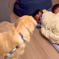 『違うそうじゃない』男の子が『大型犬と一緒に寝たい』と布団を敷いた結果…完全に想定外な展開が22万再生「スイッチ入っちゃったｗ」と爆笑