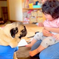 犬の前で赤ちゃんが泣いてしまった結果…『怖くないよ！』安心させてあげる姿が尊すぎると3万再生「男前すぎ」「可愛い賢い優しいが揃ってる」