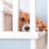 犬の『テンションが低い』ときに考えられる理由6つ　愛犬がしょんぼりしてしまう要因とは？