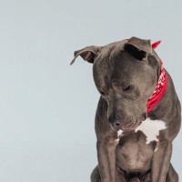 犬が『自信を失った』ときに見せるサイン5選　愛犬のプライドが崩壊してしまう飼い主のNG行為とは