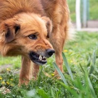 愛犬が激怒したときに見せる仕草や行動5つ　怒る原因と絶対にやってはいけないNG行為を解説