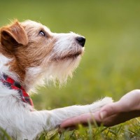 犬が飼い主に伝えたいと思っていること４選　愛犬の気持ちに応えてあげるためにできることとは？