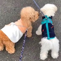 新入り犬が『お散歩デビュー』した結果…先輩犬が導く『微笑ましい光景』が11万2000再生「なんて優しいお姉さん」「頼もしすぎる」と絶賛