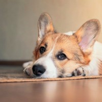 犬が『あなたのことが嫌い』と伝えているサイン5選　愛犬との適切な距離感や好かれる方法まで