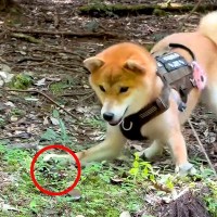 ビビリな犬が『初めてカブトムシを見た』結果…まるでコントのような『まさかの反応』が89万再生「私と同じリアクションで草」爆笑と共感の声