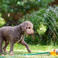 犬の熱中症対策は何月までするべき？室温調整の注意点や散歩中に気をつけるべきポイントまで解説