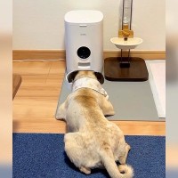 ご飯が出てくるのをずっと待っている犬…顔を覗いてみた結果、切なすぎる『無言のお願い』が203万再生「1時間待ってるの可愛いｗ」と絶賛