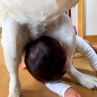 大型犬と女の子が『ママの取り合い』をした結果…出勤前の『可愛いタイトルマッチ』が189万再生「容赦なくて草」「平和ｗ」と189万再生