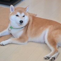 犬にとってフローリングは危ない？起こり得る悪影響2つと便利な対策グッズをご紹介