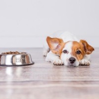 愛犬がご飯を残す4つの原因　食べてもらうための工夫や注意すべきポイントをご紹介