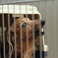 愛犬の夜鳴きで考えられる4つの原因とは　それぞれの状況に合った改善方法や対策をご紹介