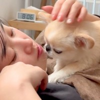 朝、飼い主が寝ていたら…犬による『優しい起こし方』がまるで天国のようだと5万再生「二度寝したくなるな」「天使すぎる」と羨望の声