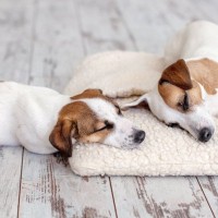 犬の寝相からわかる『性格』5選　愛犬の特性を判断する方法や注意すべき寝方まで解説