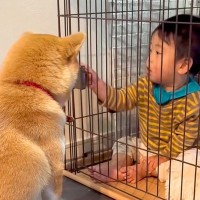 赤ちゃんが『犬のケージに入った』結果…完全に想定外な『奇行』が339万再生「扉壊されてて草」「立てこもりｗ」ワンコの反応にも爆笑の声