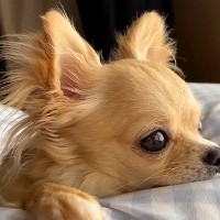 『私を捨てたの…？』犬が"捨てられた"と勘違いしてしまった結果…切なすぎる姿に涙腺崩壊「人間みたい」「頑張ったね」と17万再生突破