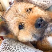 捨てられていた野犬の子犬が『人を信頼してくれた日』…初めて腕の中で抱っこできた瞬間が33万再生「赤ちゃんみたい」「愛おしくて涙」と感動