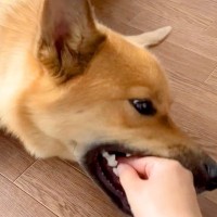 犬が噛んできたので『キャン！』と言ってみた結果…まさかの『大反省する姿』が284万再生「想像以上に鳴き声うまいｗ」「憎めない」と絶賛