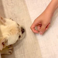 なぜか犬の様子がおかしい…新しいラグマットに『過剰反応』する光景が面白すぎると62万再生「喜びの舞？ｗ」「可愛すぎだろ」絶賛と爆笑の声