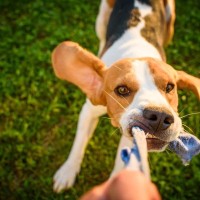 超簡単！お手軽に作れる『犬のおもちゃ』4つ　作り方や安全に遊ぶためのひと手間をご紹介